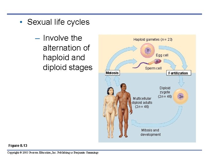  • Sexual life cycles – Involve the alternation of haploid and diploid stages