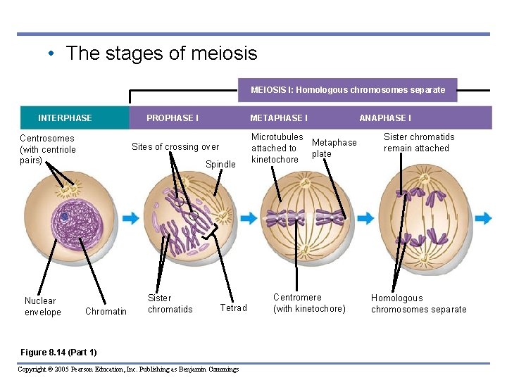  • The stages of meiosis MEIOSIS I: Homologous chromosomes separate INTERPHASE Centrosomes (with