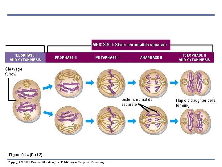 MEIOSIS II: Sister chromatids separate TELOPHASE I AND CYTOKINESIS PROPHASE II METAPHASE II ANAPHASE