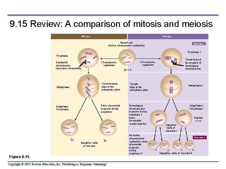 9. 15 Review: A comparison of mitosis and meiosis Mitosis Meiosis Parent cell (before