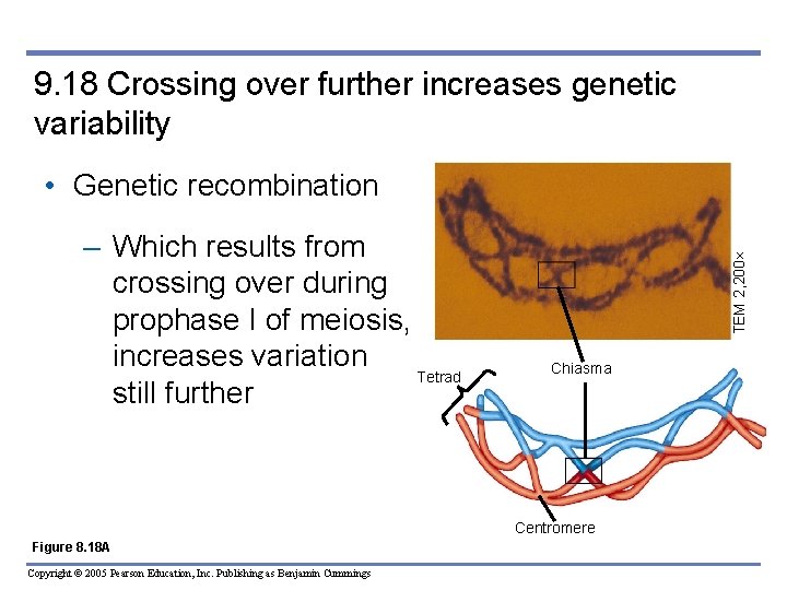 9. 18 Crossing over further increases genetic variability – Which results from crossing over