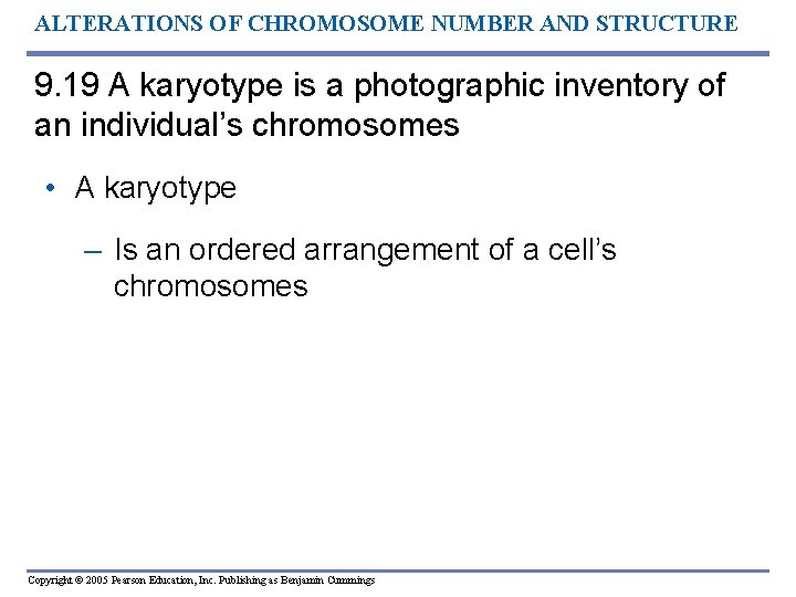 ALTERATIONS OF CHROMOSOME NUMBER AND STRUCTURE 9. 19 A karyotype is a photographic inventory