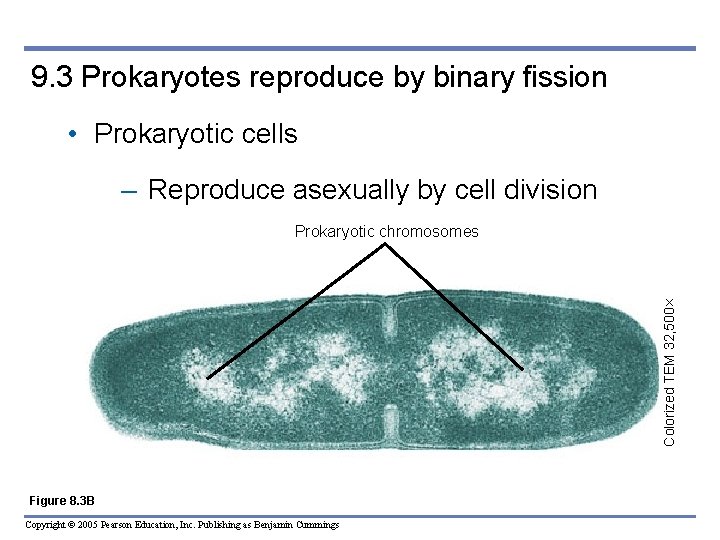 9. 3 Prokaryotes reproduce by binary fission • Prokaryotic cells – Reproduce asexually by