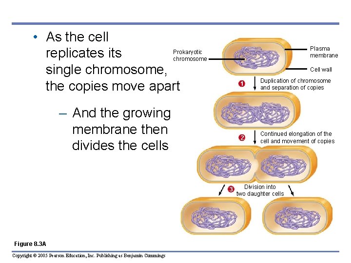  • As the cell Prokaryotic replicates its chromosome single chromosome, the copies move