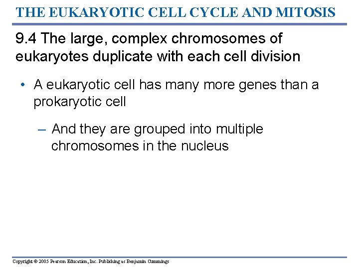 THE EUKARYOTIC CELL CYCLE AND MITOSIS 9. 4 The large, complex chromosomes of eukaryotes