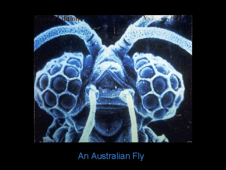 An Australian Fly 