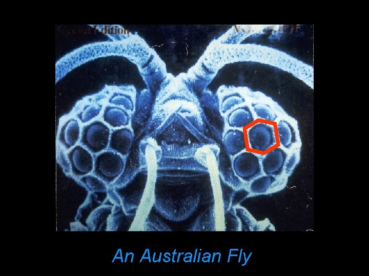 An Australian Fly 