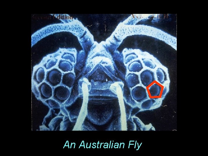 An Australian Fly 