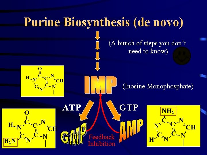 Purine Biosynthesis (de novo) (A bunch of steps you don’t need to know) (Inosine