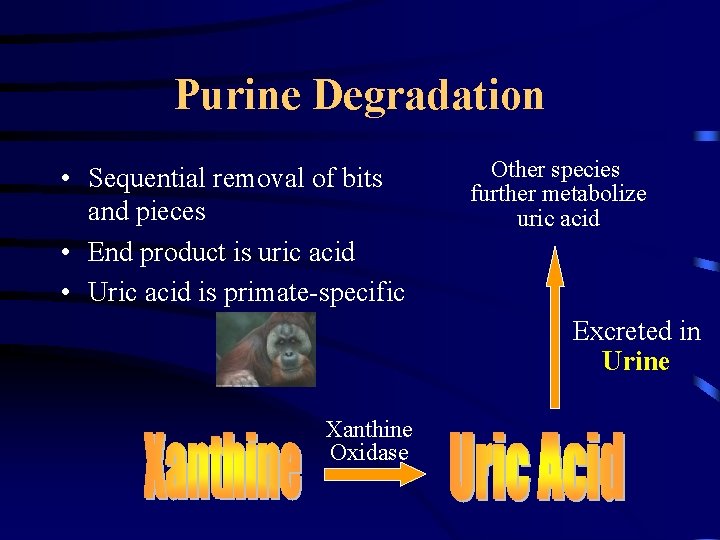 Purine Degradation • Sequential removal of bits and pieces • End product is uric