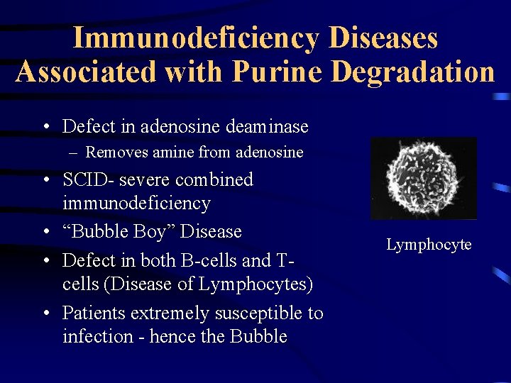Immunodeficiency Diseases Associated with Purine Degradation • Defect in adenosine deaminase – Removes amine