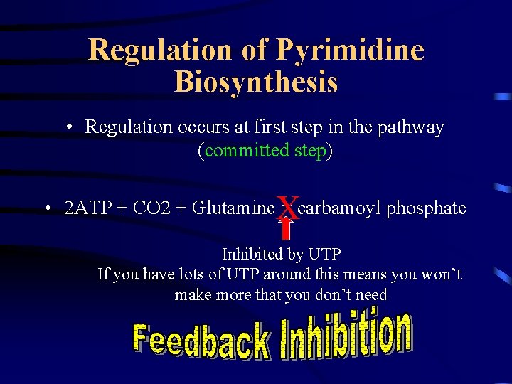 Regulation of Pyrimidine Biosynthesis • Regulation occurs at first step in the pathway (committed