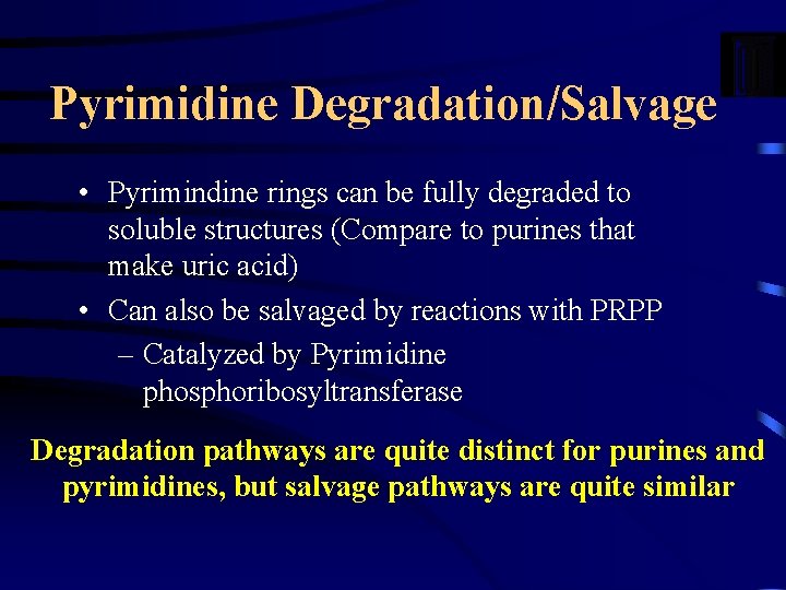 Pyrimidine Degradation/Salvage • Pyrimindine rings can be fully degraded to soluble structures (Compare to