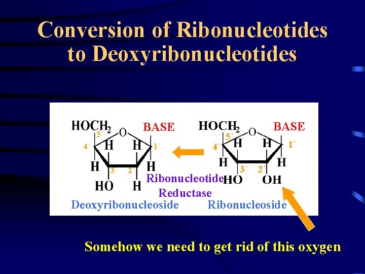 Conversion of Ribonucleotides to Deoxyribonucleotides BASE 5´ 1´ 4´ 3´ 2´ 4´ BASE 5´