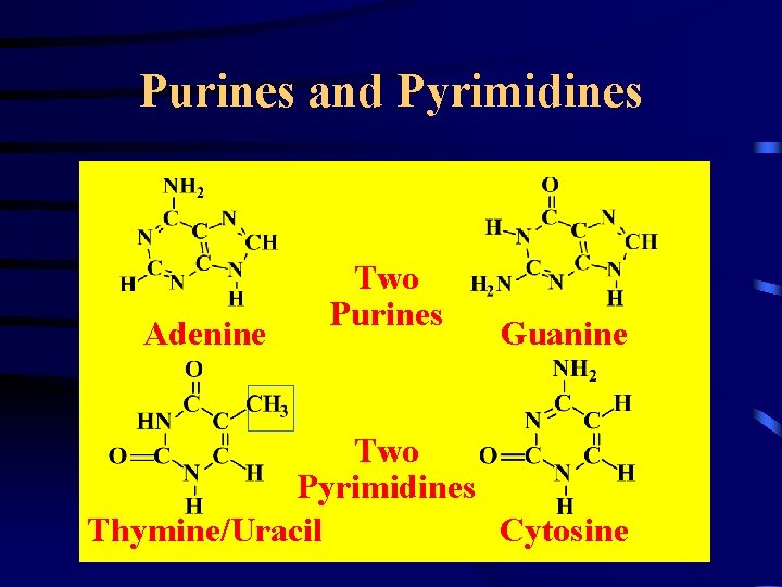 Purines and Pyrimidines Adenine Two Purines Guanine Two Pyrimidines Thymine/Uracil Cytosine 