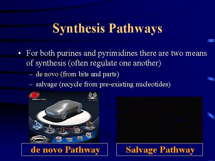 Synthesis Pathways • For both purines and pyrimidines there are two means of synthesis