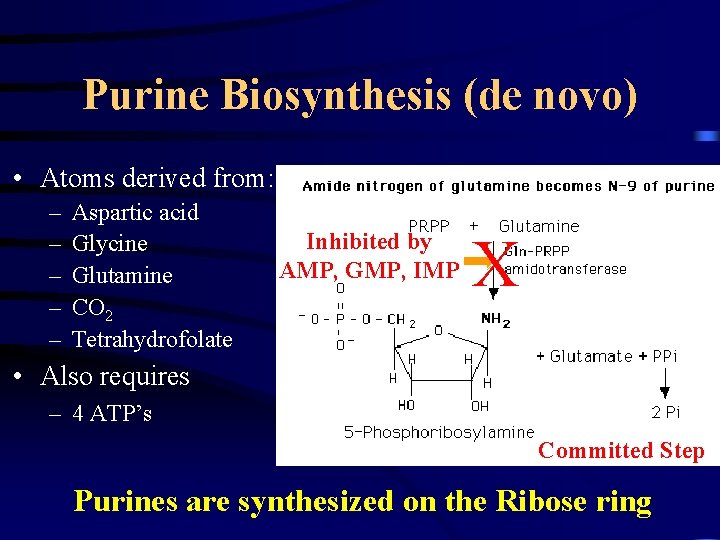 Purine Biosynthesis (de novo) • Atoms derived from: – – – Aspartic acid Glycine