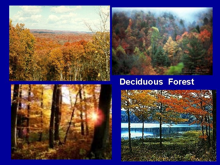 Deciduous Forest 