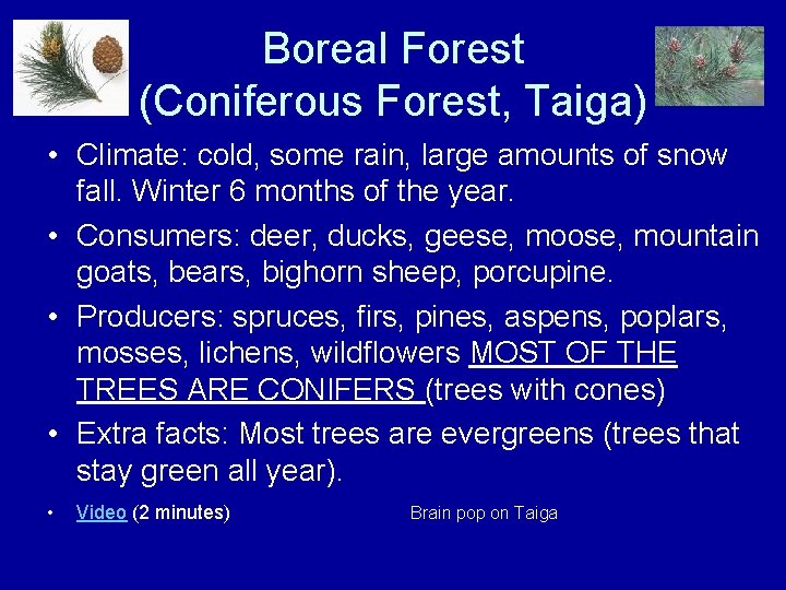 Boreal Forest (Coniferous Forest, Taiga) • Climate: cold, some rain, large amounts of snow