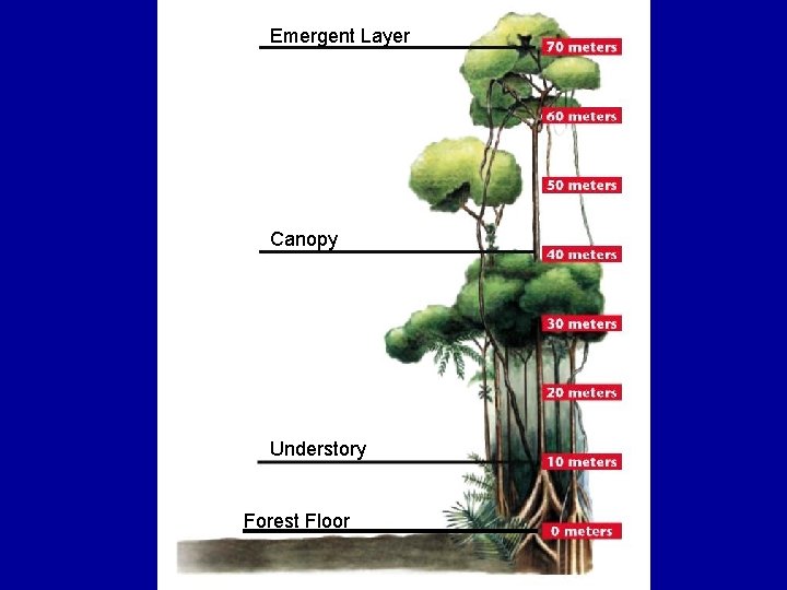 Emergent Layer Canopy Understory Forest Floor 