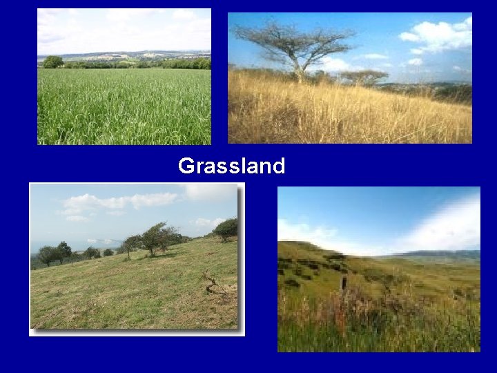 Grassland 