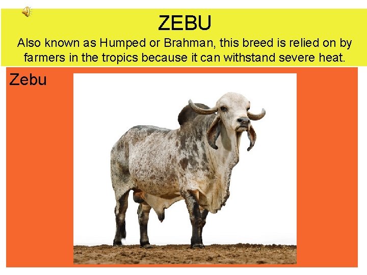 ZEBU Also known as Humped or Brahman, this breed is relied on by farmers