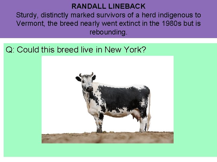 RANDALL LINEBACK Sturdy, distinctly marked survivors of a herd indigenous to Vermont, the breed