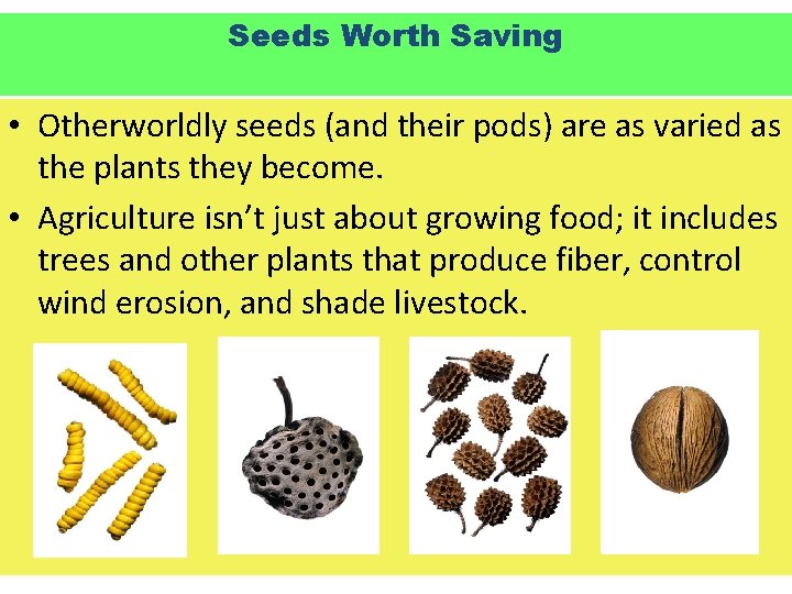 Seeds Worth Saving • Otherworldly seeds (and their pods) are as varied as the