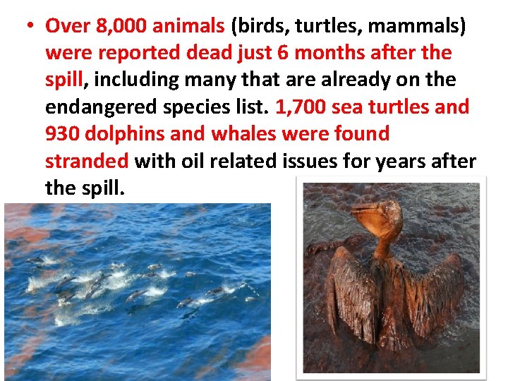  • Over 8, 000 animals (birds, turtles, mammals) were reported dead just 6