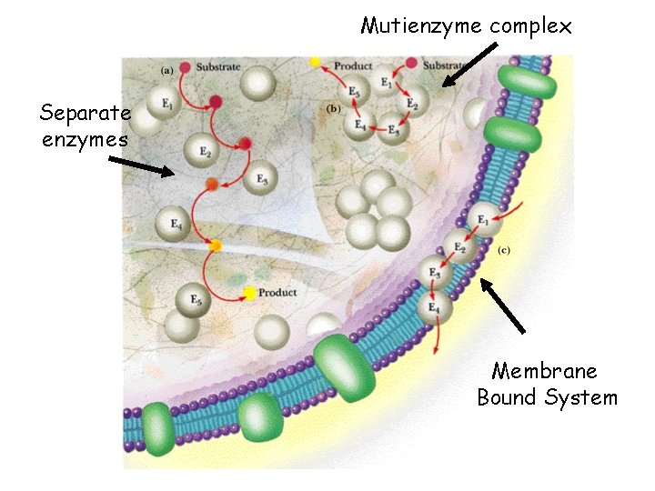 Mutienzyme complex Separate enzymes Membrane Bound System 