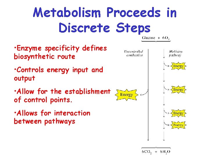 Metabolism Proceeds in Discrete Steps • Enzyme specificity defines biosynthetic route • Controls energy