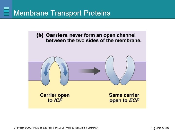 Membrane Transport Proteins Copyright © 2007 Pearson Education, Inc. , publishing as Benjamin Cummings