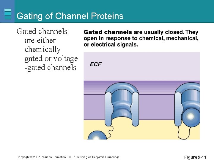 Gating of Channel Proteins Gated channels are either chemically gated or voltage -gated channels