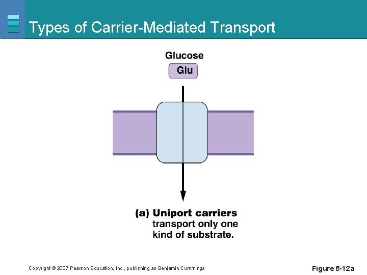 Types of Carrier-Mediated Transport Copyright © 2007 Pearson Education, Inc. , publishing as Benjamin