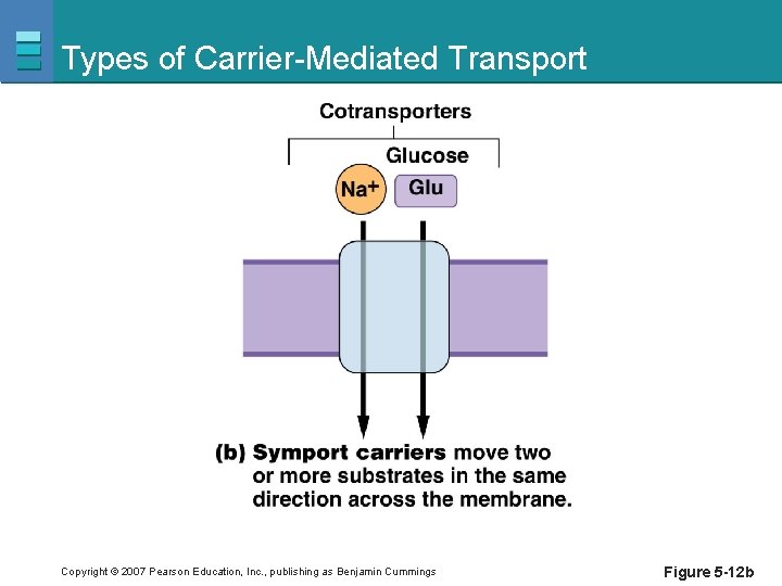Types of Carrier-Mediated Transport Copyright © 2007 Pearson Education, Inc. , publishing as Benjamin