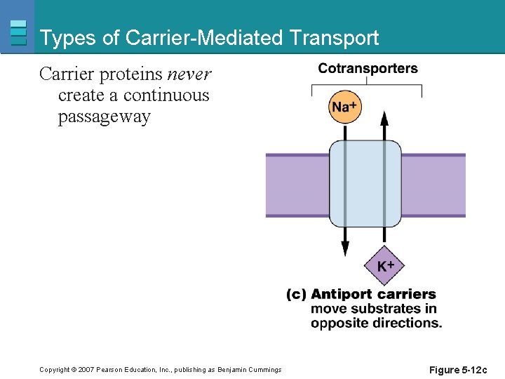 Types of Carrier-Mediated Transport Carrier proteins never create a continuous passageway Copyright © 2007