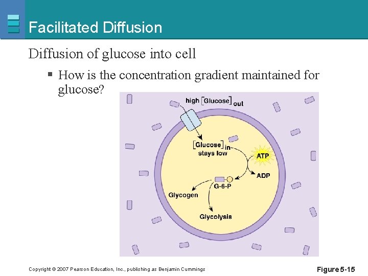 Facilitated Diffusion of glucose into cell § How is the concentration gradient maintained for