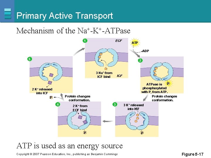 Primary Active Transport Mechanism of the Na+-K+-ATPase ECF 1 ATP ADP 5 2 3