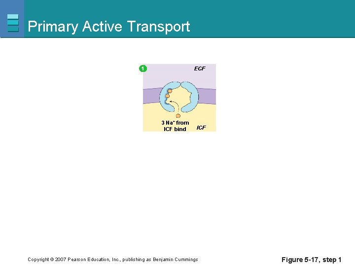 Primary Active Transport ECF 1 3 Na+ from ICF bind ICF Copyright © 2007