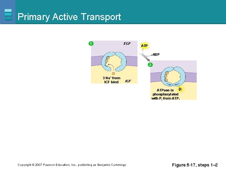 Primary Active Transport ECF 1 ATP ADP 2 3 Na+ from ICF bind ICF