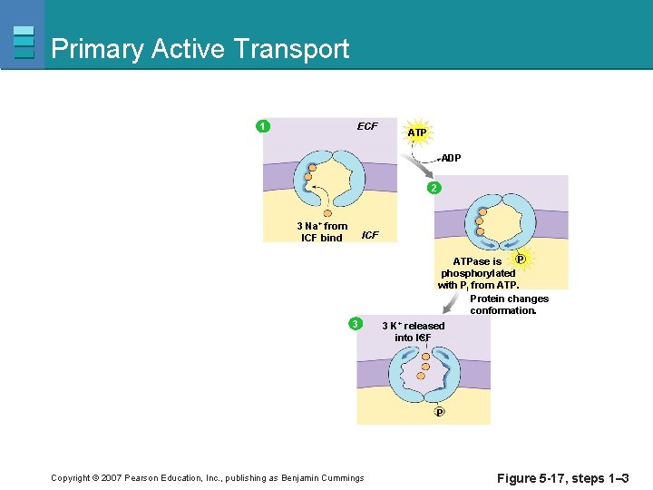 Primary Active Transport ECF 1 ATP ADP 2 3 Na+ from ICF bind ICF