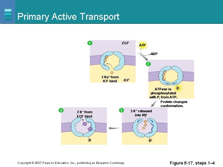 Primary Active Transport ECF 1 ATP ADP 2 3 Na+ from ICF bind 4