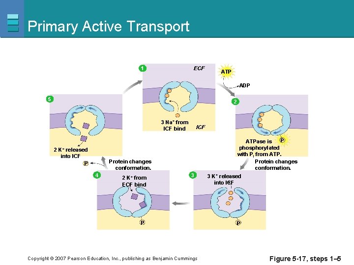 Primary Active Transport ECF 1 ATP ADP 5 2 3 Na+ from ICF bind