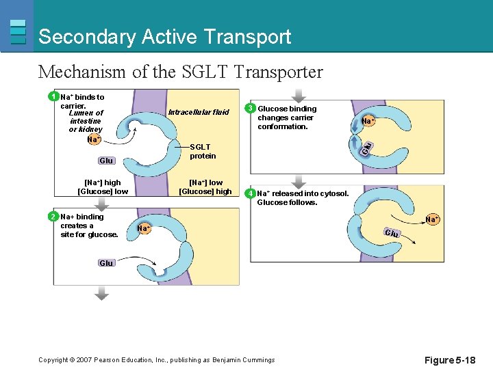 Secondary Active Transport Mechanism of the SGLT Transporter 1 Na+ binds to carrier. Lumen