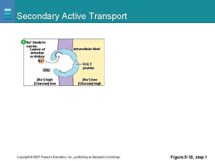 Secondary Active Transport 1 Na+ binds to carrier. Lumen of intestine or kidney Na+