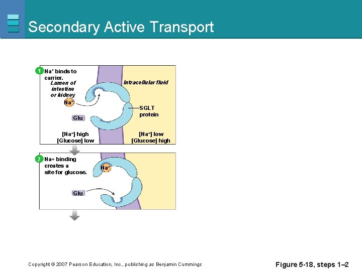 Secondary Active Transport 1 Na+ binds to carrier. Lumen of intestine or kidney Na+
