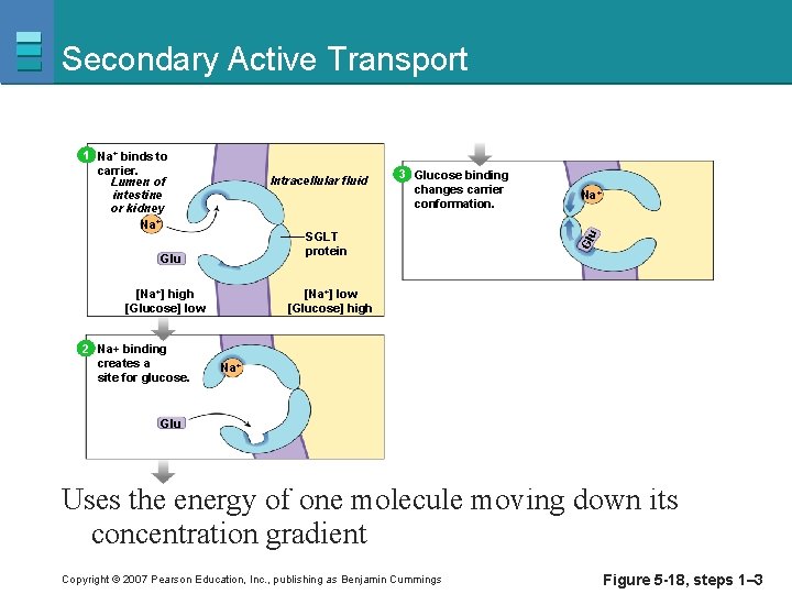 Secondary Active Transport Intracellular fluid SGLT protein Glu [Na+] high [Glucose] low 2 Na+