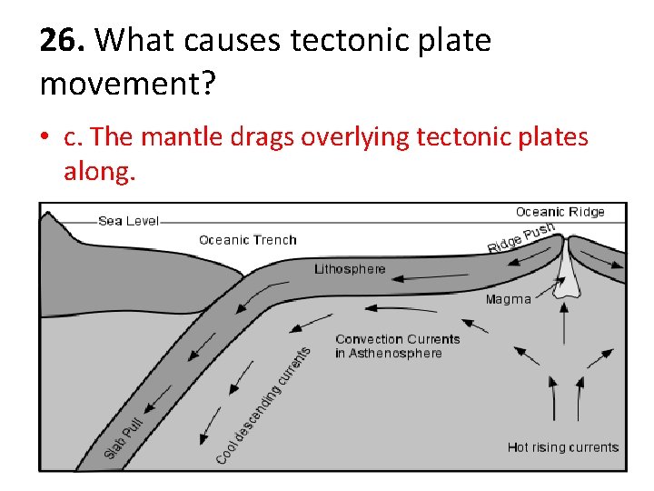 26. What causes tectonic plate movement? • c. The mantle drags overlying tectonic plates