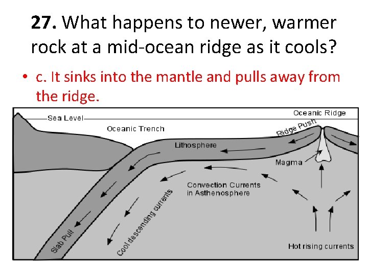 27. What happens to newer, warmer rock at a mid-ocean ridge as it cools?