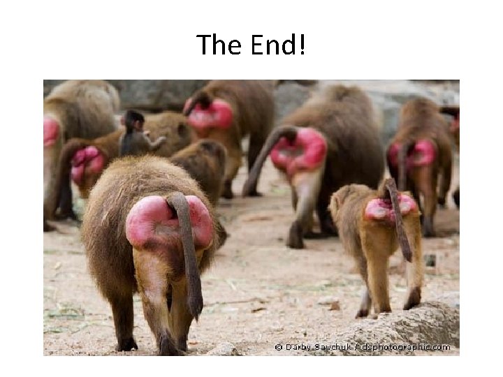 The End! 
